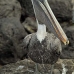pelican_brown_san_v_0191_ecu2390.jpg